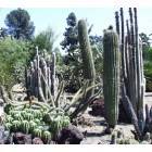 San Marino: Huntington cactus gardens