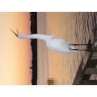 Rockport: Patient Egret