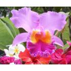 Makaha: Orchids