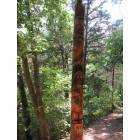 Cherokee Village: Indian pole - Adahi Trail, Cherokee Village, AR