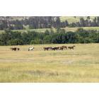 Pine Ridge: Horses and Hills of Pine Ridge, South Dakota
