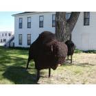 Big Springs: BarbedWire Buffalo Sculpture
