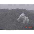 Kaktovik: Polar Bear