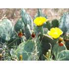 Trent: Spring Catus Flowers Near Trent