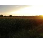 St. Charles: Sunset over Cornfields