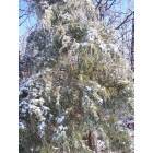 Norwood: November 2006 Ice Storm