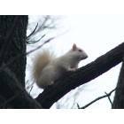 Olney: Olney's White Squirrel