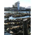 San Francisco: : Sea lions, Pier 39, San Francisco