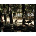 Grants Pass: : Deer Dining near a Grants Pass home