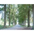 Skippack: The Old Driveway into Skippack Golf Course (August 2003)