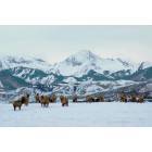 Aspen: Elk herd on McLain Flats, with Mt. Daly in background