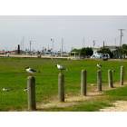 Rockport: Seagulls on posts by the bay