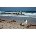 Boca Raton: Red Reef Park with Seagull