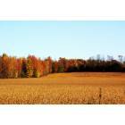 Hawesville: Fall scene of Hawesville fields