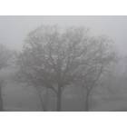 Siloam Springs: : tree in fog