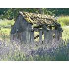 Sequim: shed in lavender field