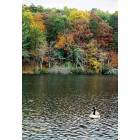 Crossville: Goose at Cumberland Mountain State Park