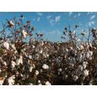 Bossier City: Cotton Field just south of Bossier City