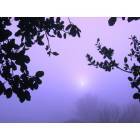Oakley: Foggy Winter Morning on Elm Lane