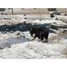 Rexburg: Yellowstone's Bear World