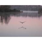 Washington: Great Blue Heron - Pamlico River