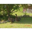 Indian Lake: Indian Lake, TX, Town Mallards