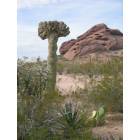 Phoenix: : Wierd Cactus
