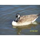 Norwood: Canadian Goose in Norwood, NC