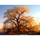 May: Largest tree in town (2005 ice storm)