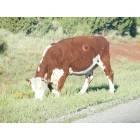 Williams: : Cows always have right of way!