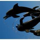 Pismo Beach: dolphin sculpure