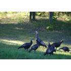 Hubbard Lake: wild turkeys in the yard