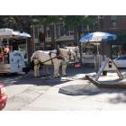 Wilmington: : Horses