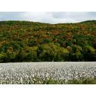 Huntsville: Fall Cotton and Fall Leaves