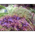 Corvallis: Close up of vegetation growing on old log, taken at Vineyard Mountain