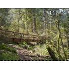 Corvallis: Bridge crossing a small creek in McDonald Forest