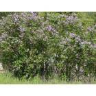 Grants Pass: Lilacs in Spring