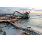 Whitney Beach Driftwood