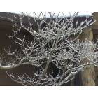 Columbus: Cristal trees - after snow/rain shower Feb. 2007