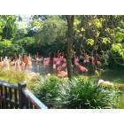 Orlando: : Flamingos at SeaWorld