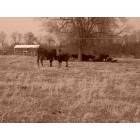 Elkton: Cow Pasture on Todd/Logan County Line