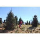 Mountain City: Christmas tree farms are getting more popular in our area-choose & cut 'em