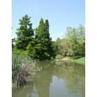 Fullerton: : Duck Pond at Fullerton Arboretum