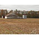 Suffolk: cotton field