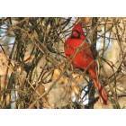 Cherokee Village: Cherokee Village Year-Round Cardinal