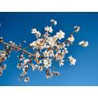 Orland: Almond Blossoms, Orland CA