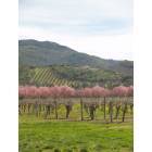 Lakeport: Springtime in the vineyards in Lake County