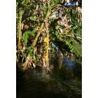 Green Cove Springs: Banana Trees along the spring fed creek