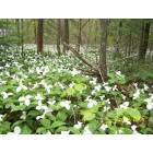 Hubbard Lake: Wood Lillies on the North End of the lake