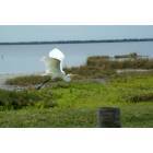 Pineland: Bird in flight leaving Pineland, FL